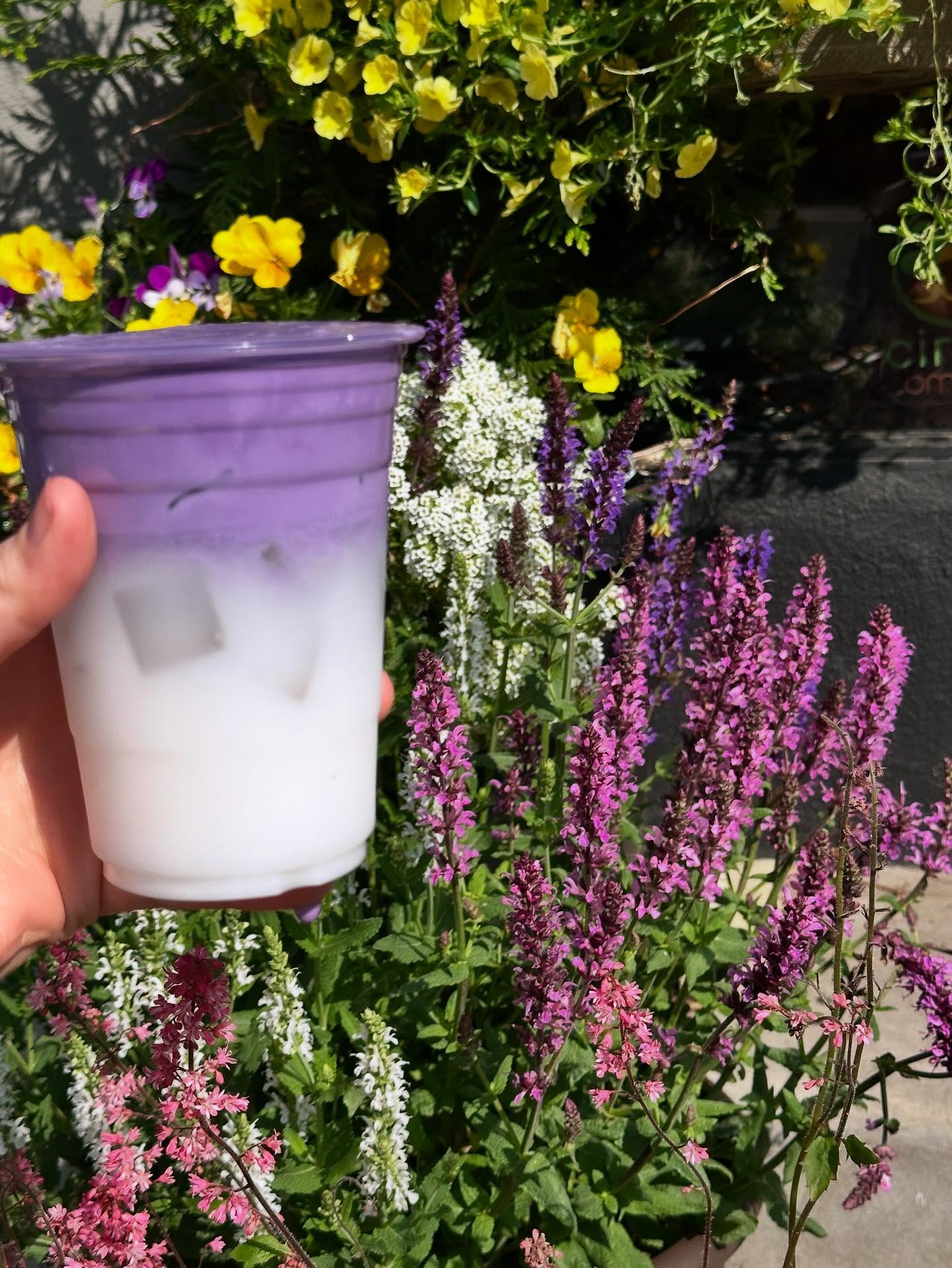 Lavender matcha